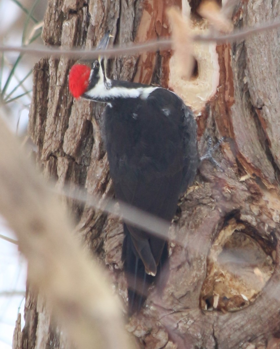 Pileated Woodpecker - ML615013897