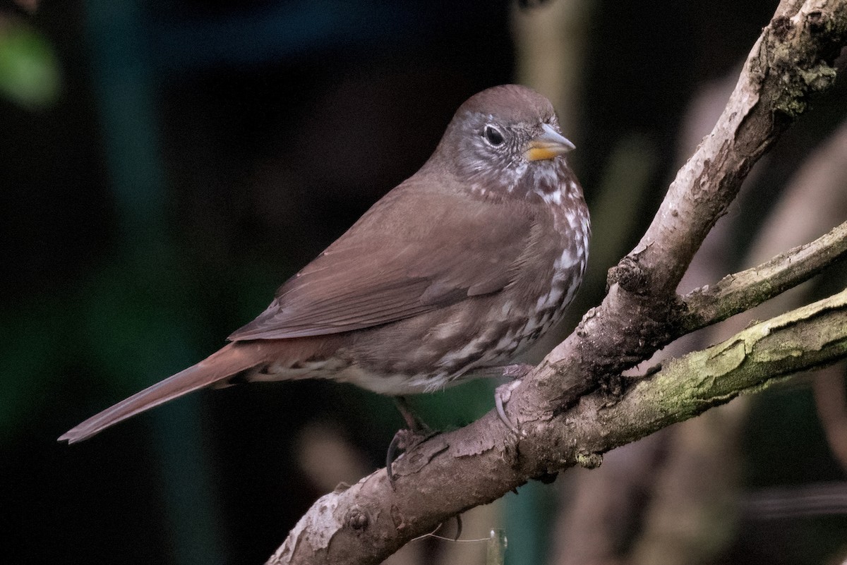 Fox Sparrow - ML615013934