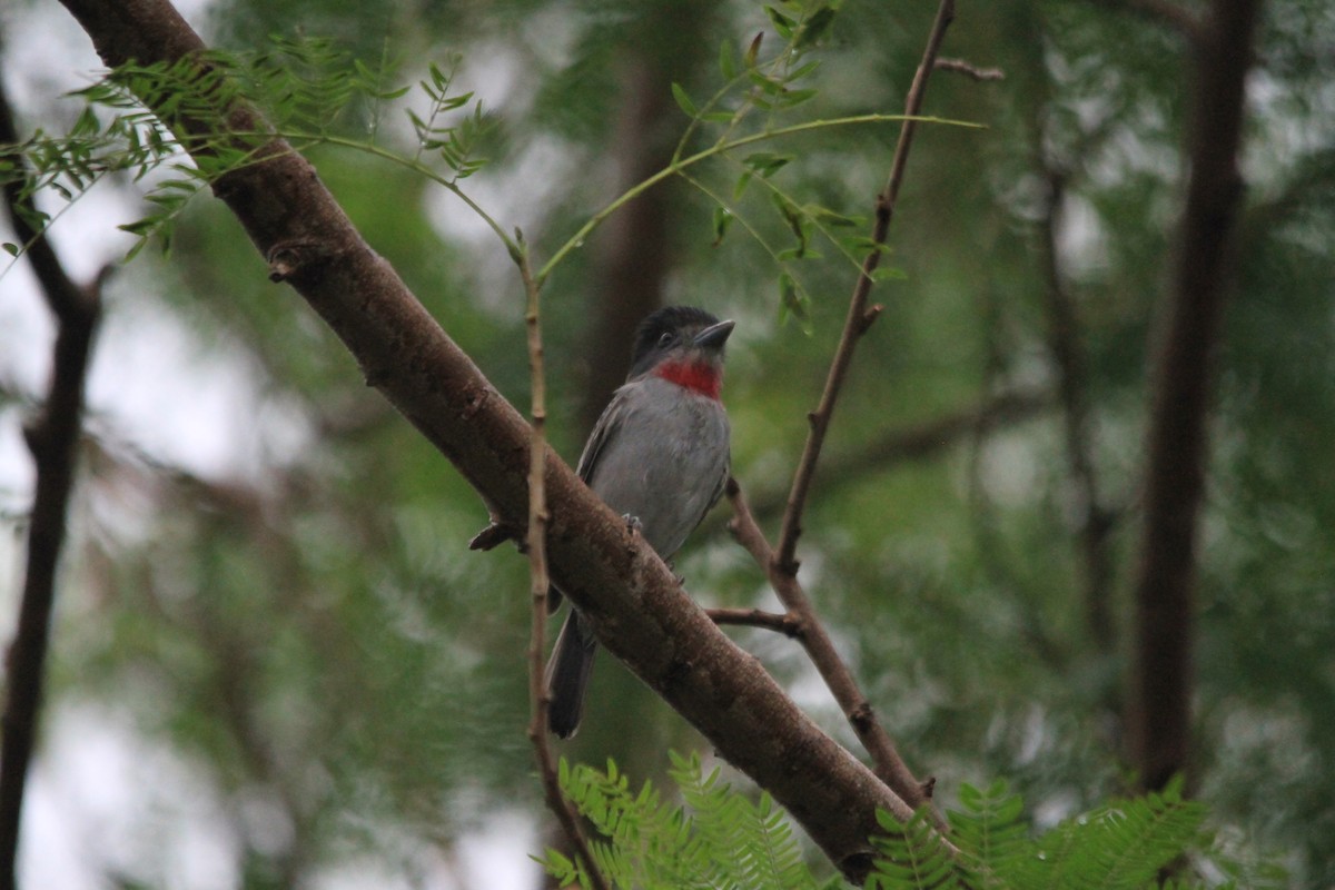 Rose-throated Becard - Fernando Solano Mendoza