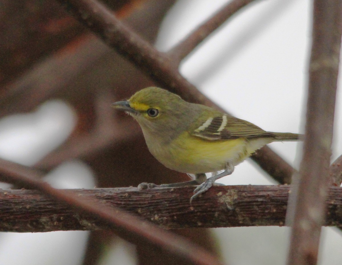 Ak Gözlü Vireo - ML615013952