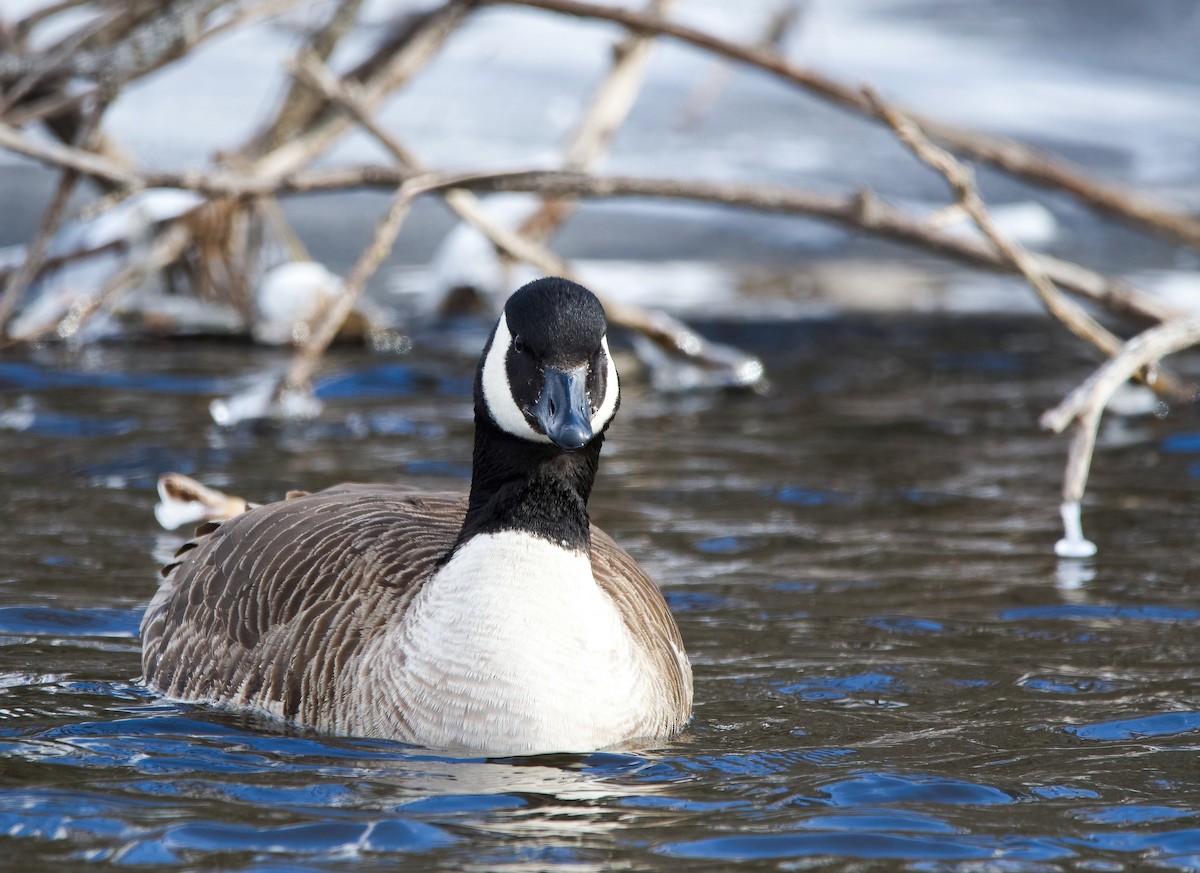 Canada Goose - Enya deFeijter