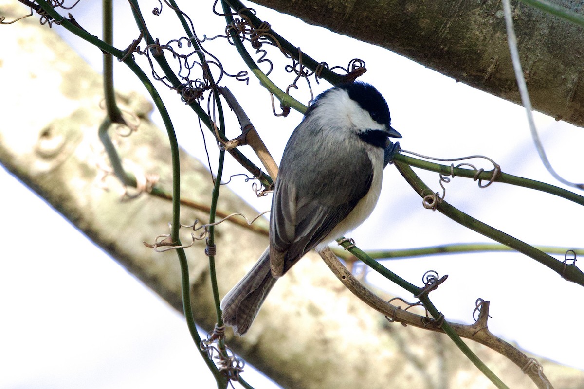 Carolina Chickadee - Benjamin Dillard