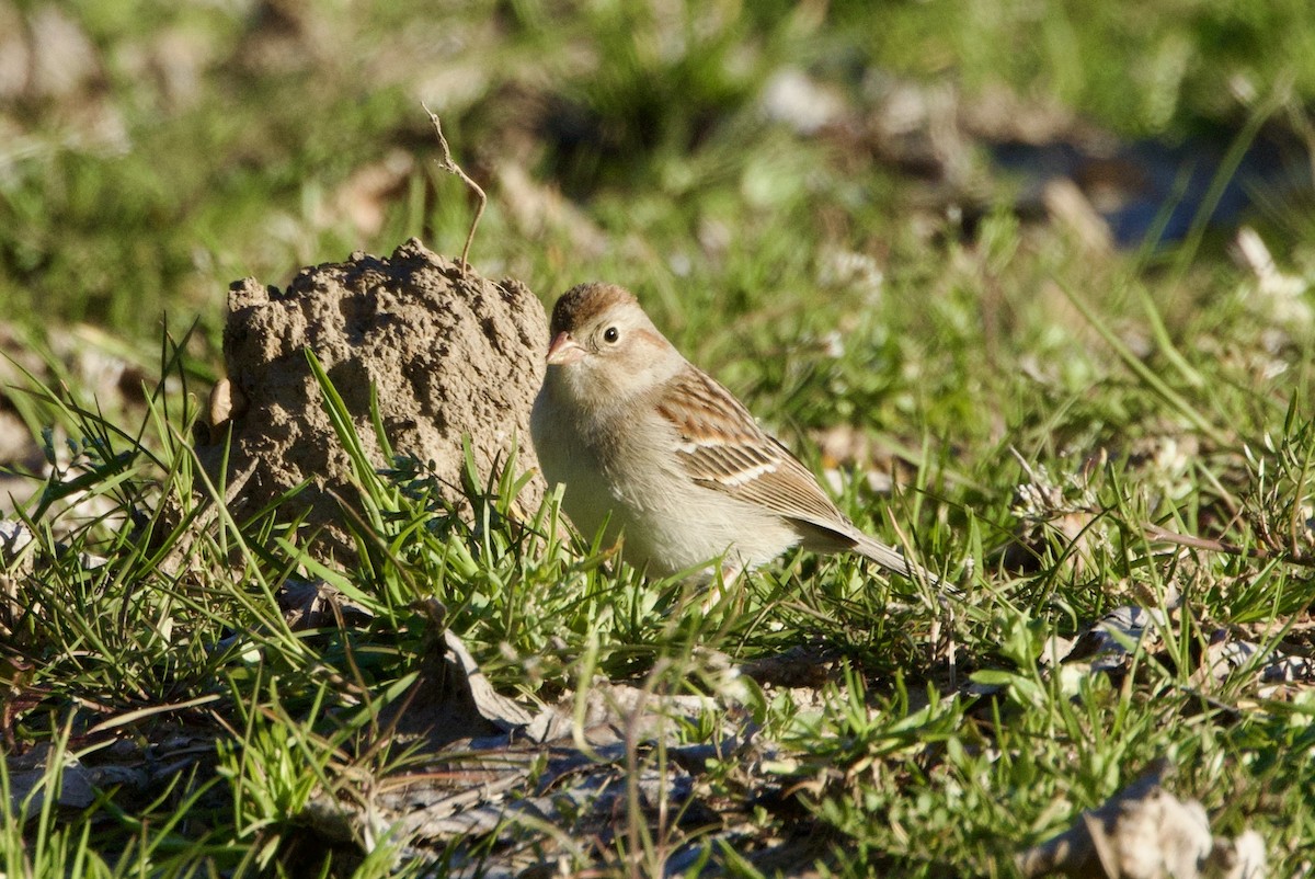 Field Sparrow - Benjamin Dillard
