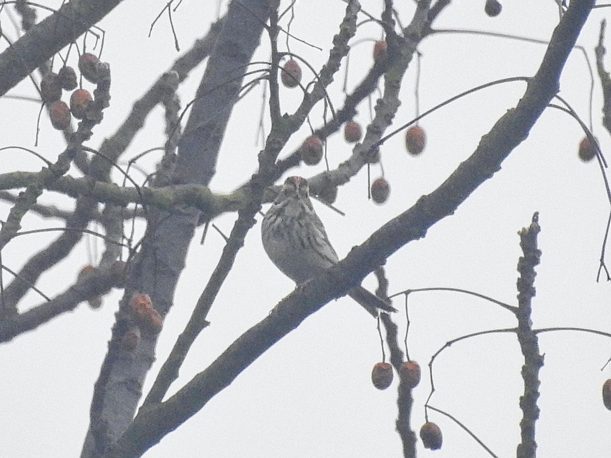 Little Bunting - ML615014156