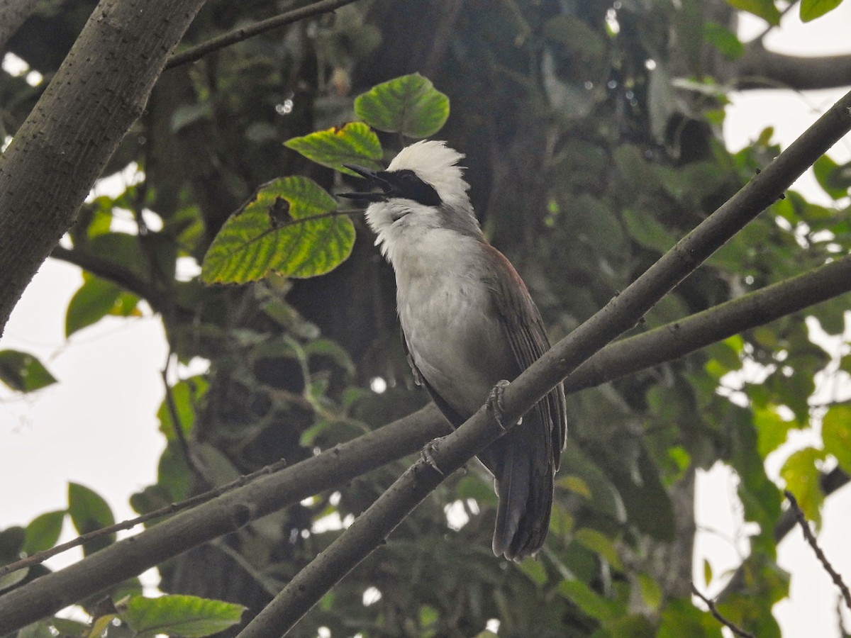 White-crested Laughingthrush - ML615014162