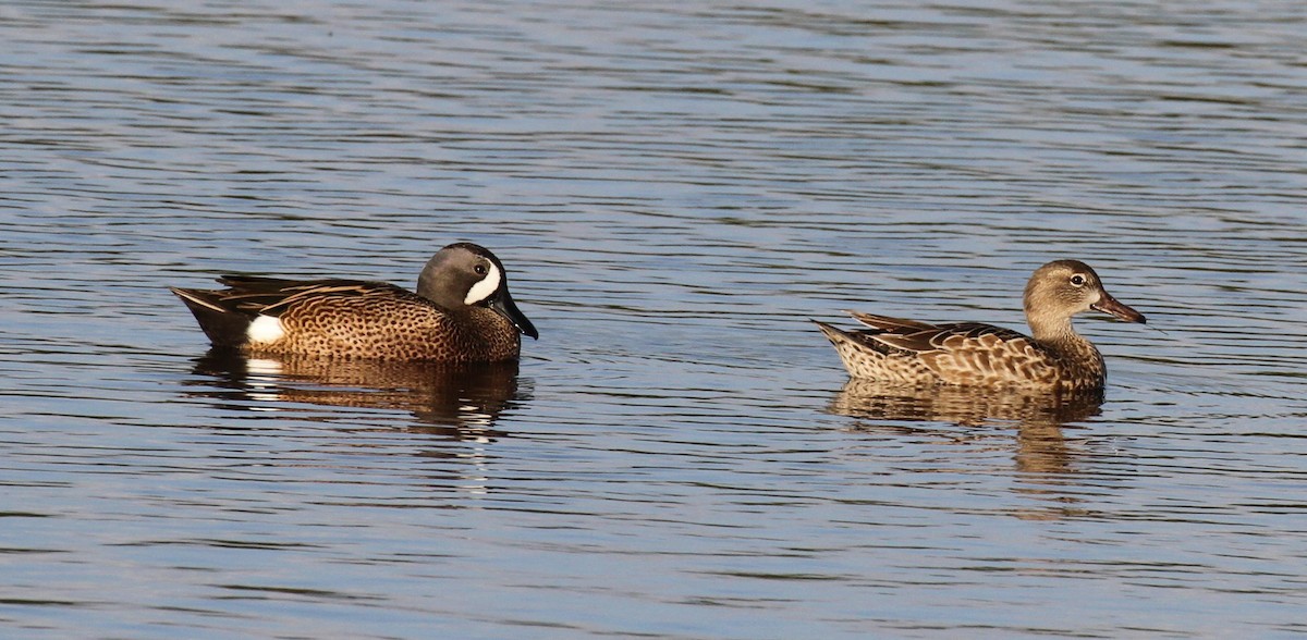 Blue-winged Teal - Lisa Yntema