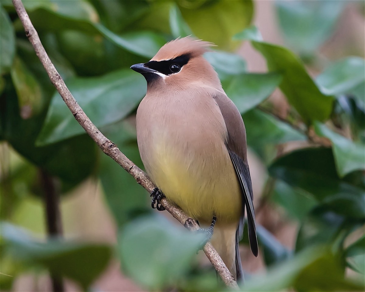 brkoslav americký - ML615014182