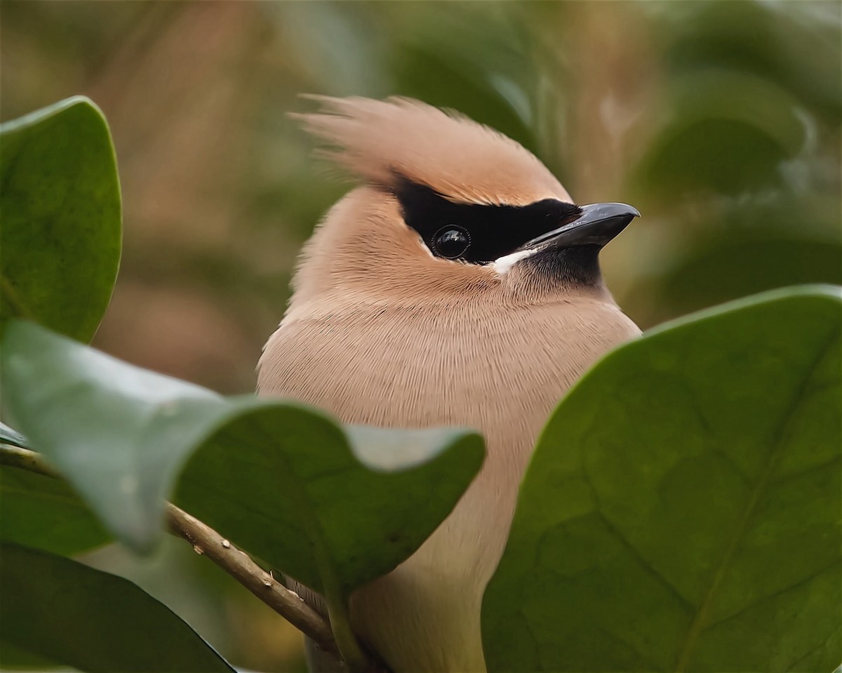 brkoslav americký - ML615014191