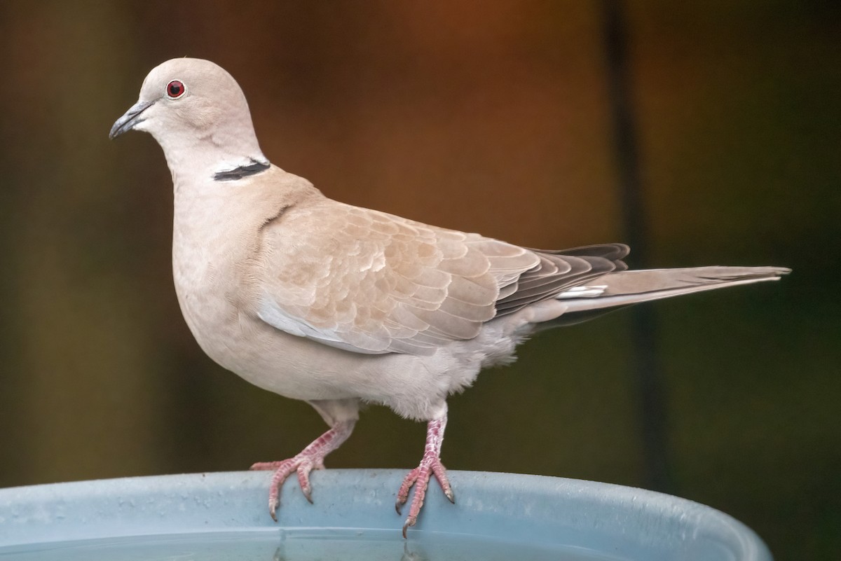 Eurasian Collared-Dove - Amy Williams