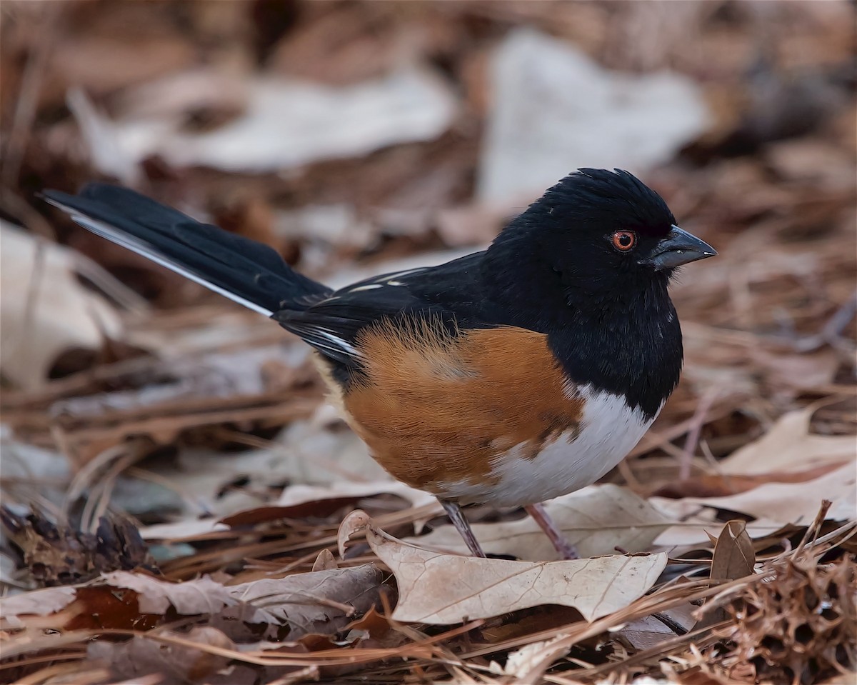 pipilo rudooký - ML615014220