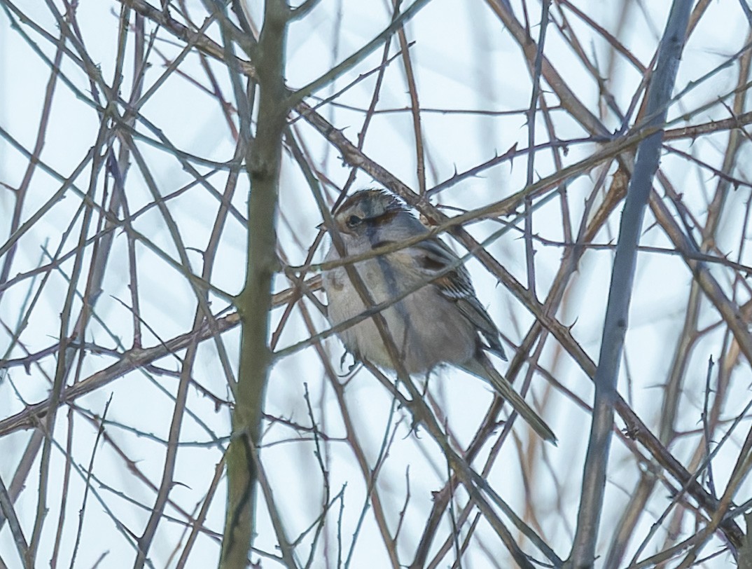 American Tree Sparrow - ML615014225