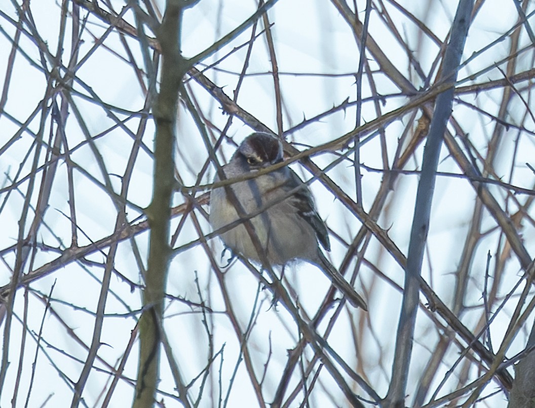 American Tree Sparrow - ML615014226