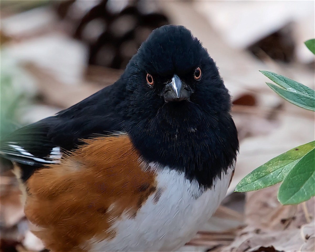 pipilo rudooký - ML615014235