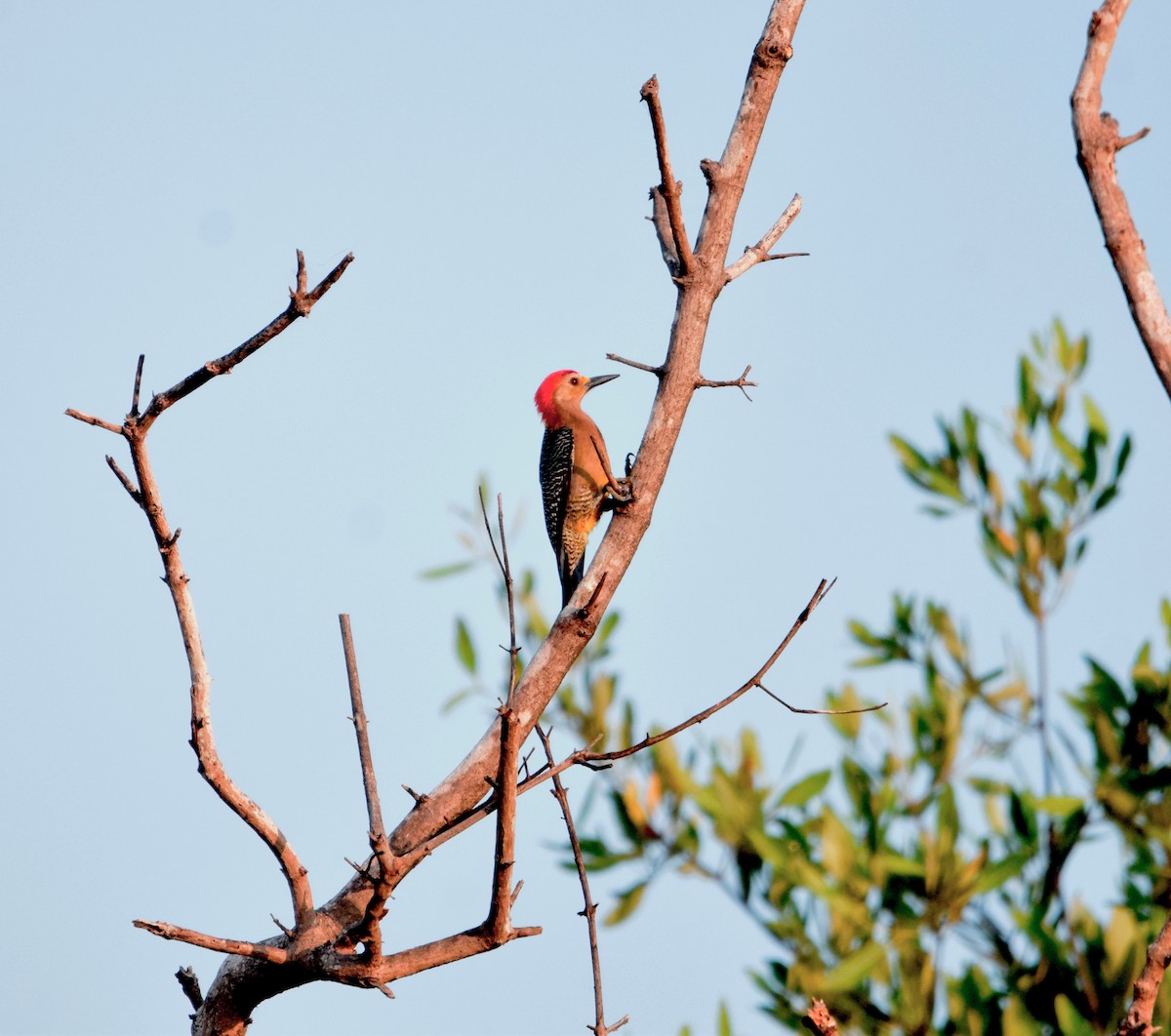 Carpintero Frentidorado - ML615014308