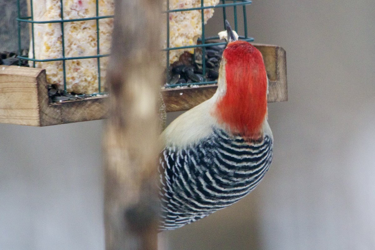 Red-bellied Woodpecker - ML615014504
