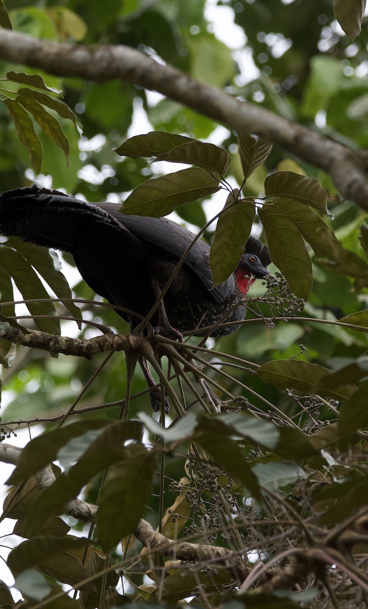 Crested Guan - ML615014537