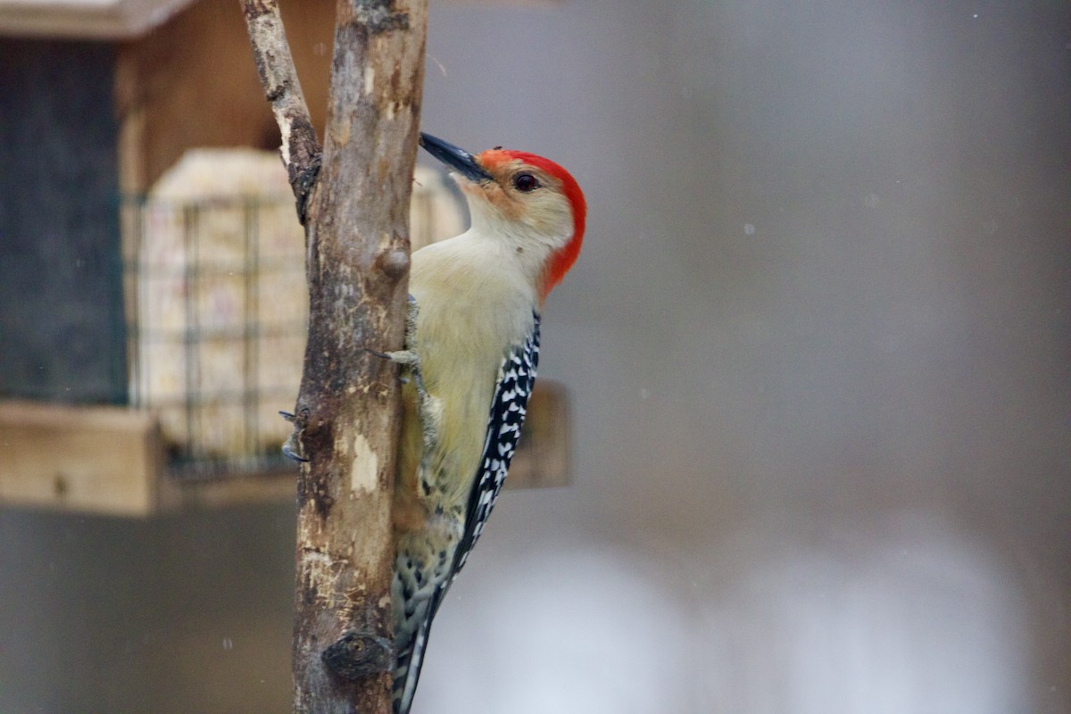 Red-bellied Woodpecker - ML615014660