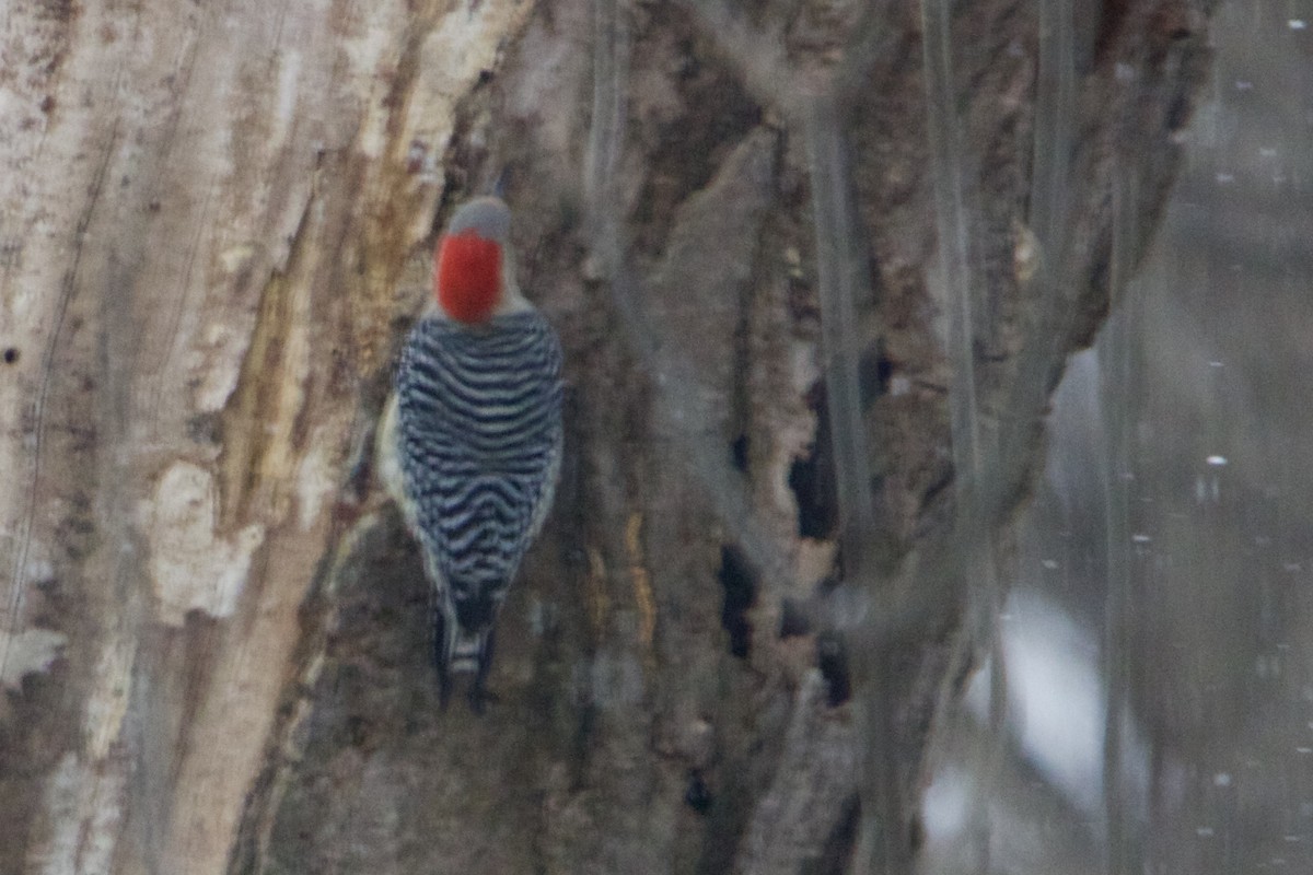 Red-bellied Woodpecker - ML615014736