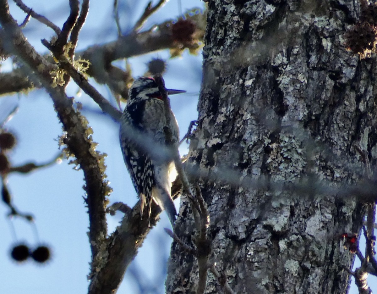 Yellow-bellied Sapsucker - ML615014744