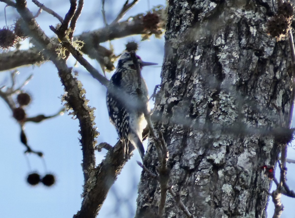 Yellow-bellied Sapsucker - ML615014748