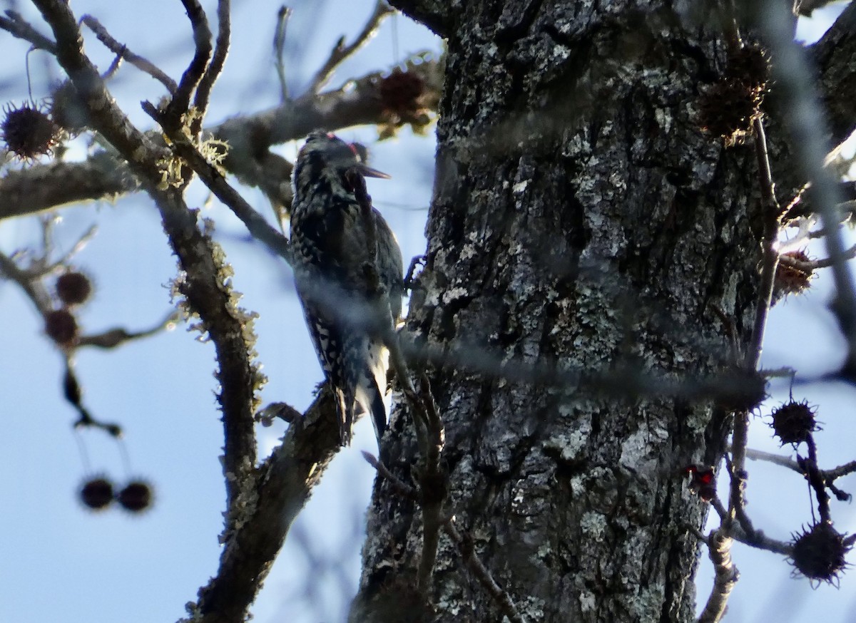 Yellow-bellied Sapsucker - ML615014750