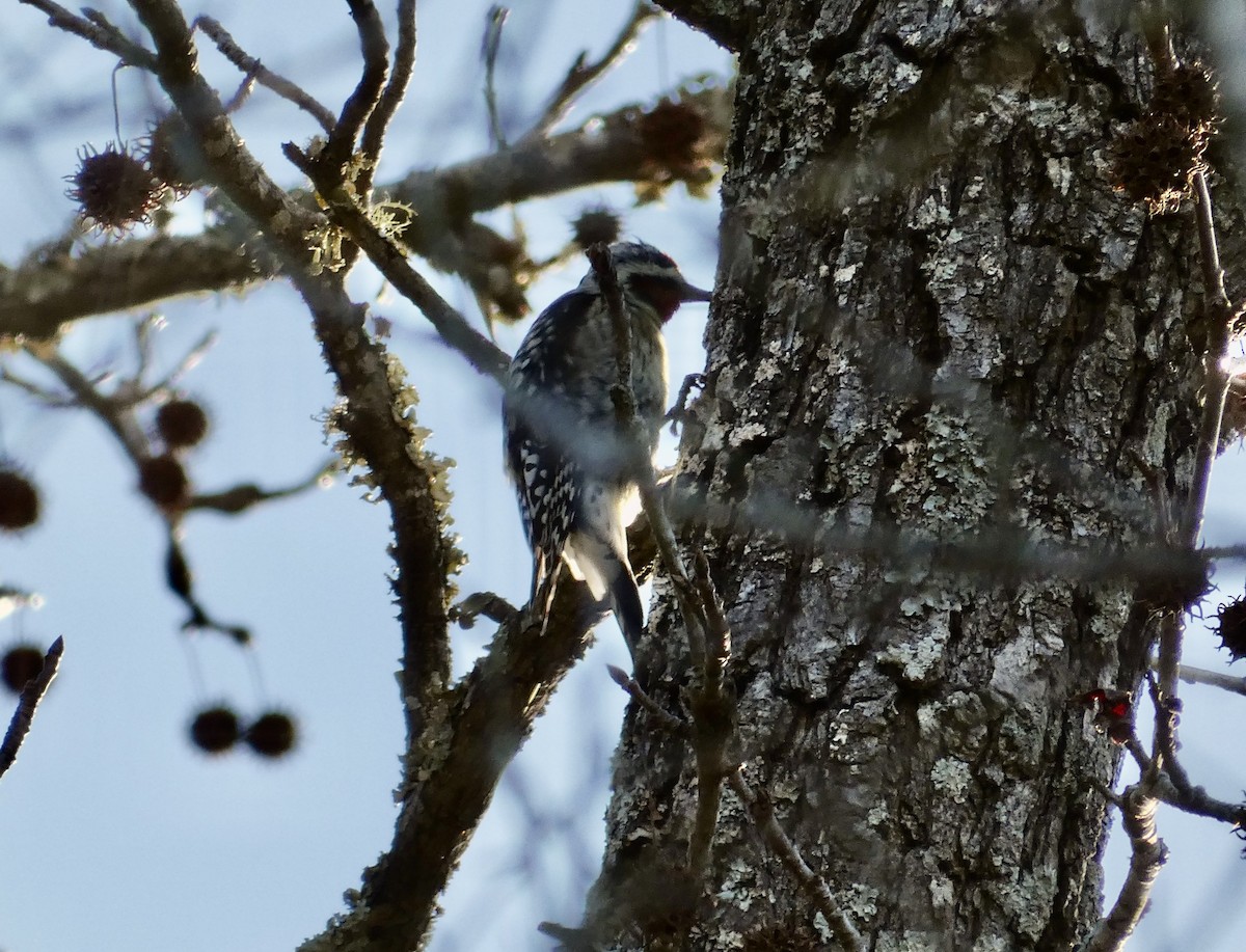 Yellow-bellied Sapsucker - ML615014753