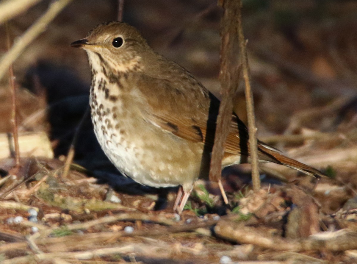 Hermit Thrush - H. Resit Akçakaya