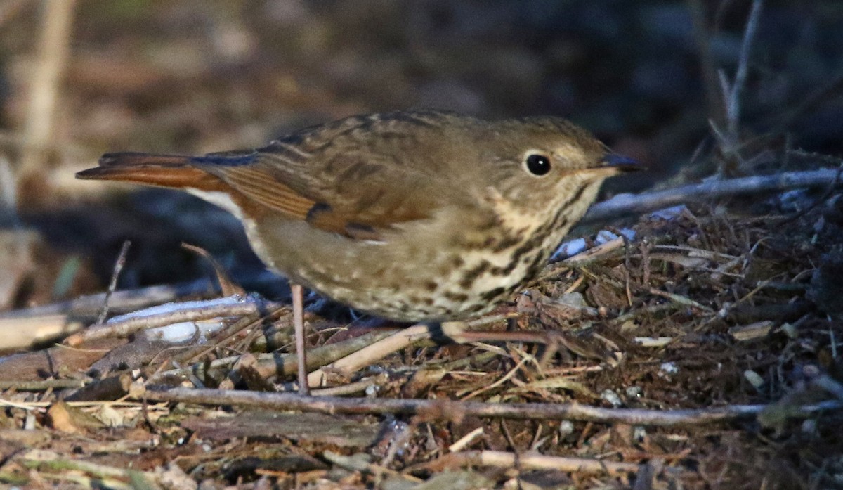 Hermit Thrush - H. Resit Akçakaya