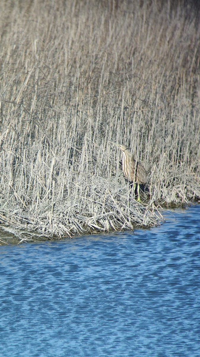 American Bittern - Martha Harbison