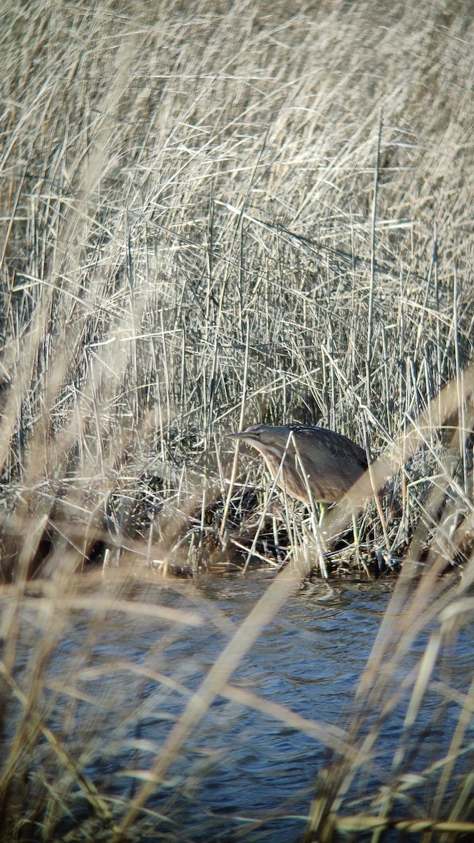 American Bittern - ML615014785