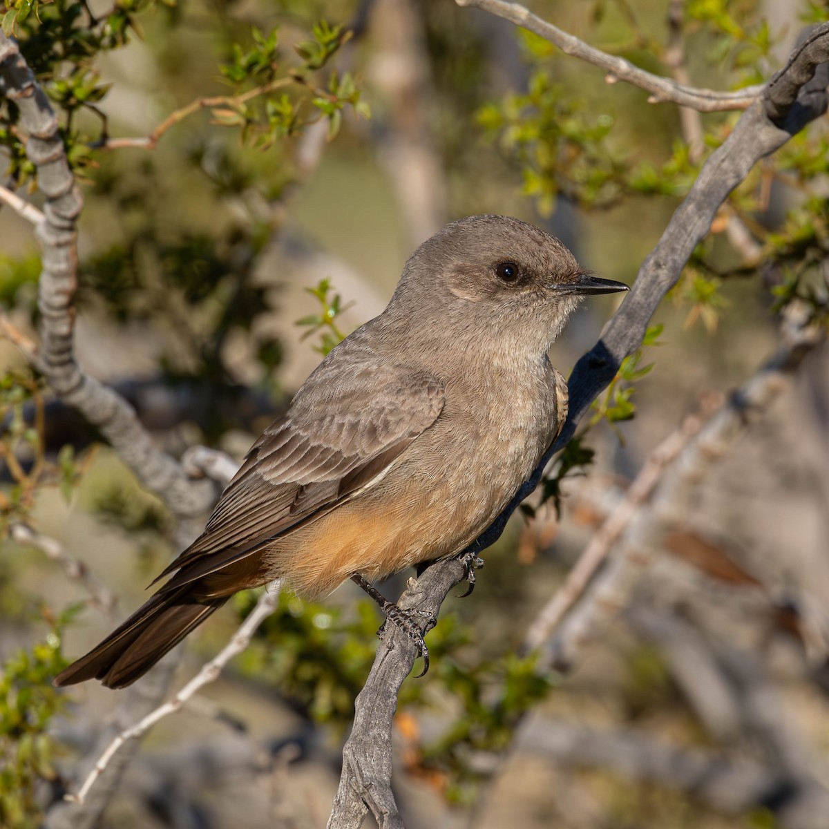 Mosquero Llanero - ML615014874