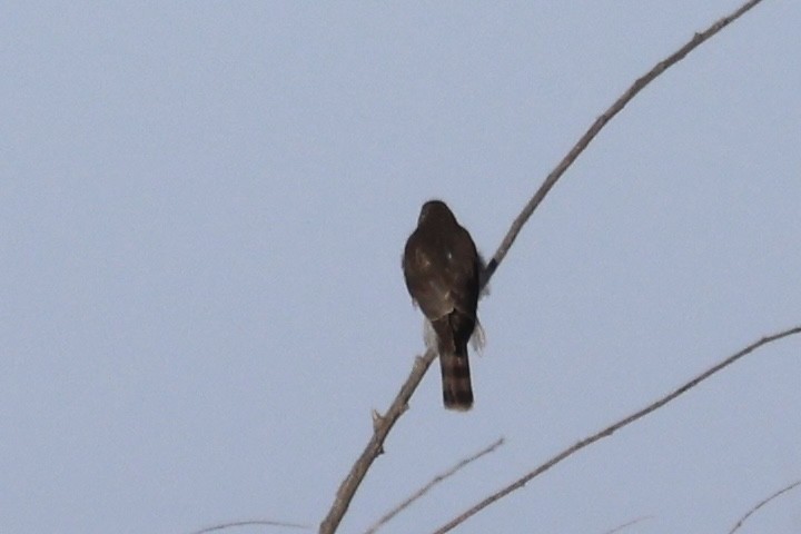 Sharp-shinned Hawk - ML615014919