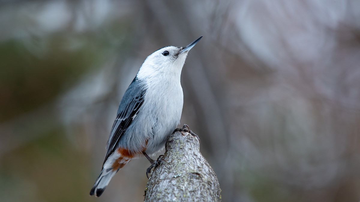 White-breasted Nuthatch - ML615014969