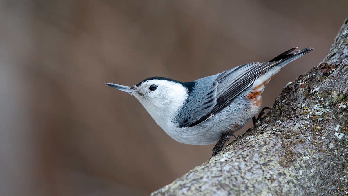 White-breasted Nuthatch - ML615014970