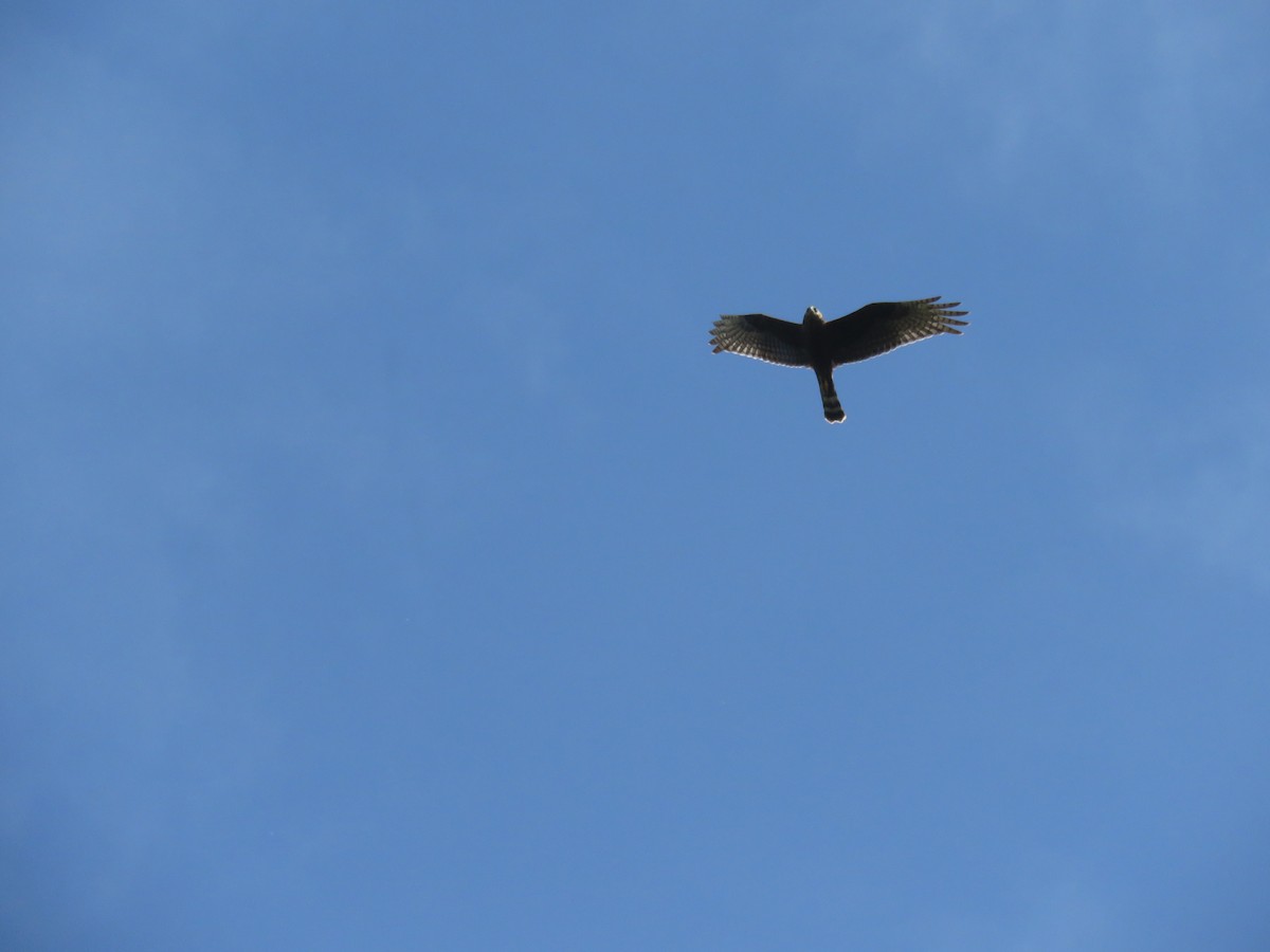 Long-winged Harrier - ML615014982