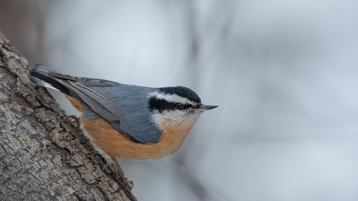 Red-breasted Nuthatch - ML615014985