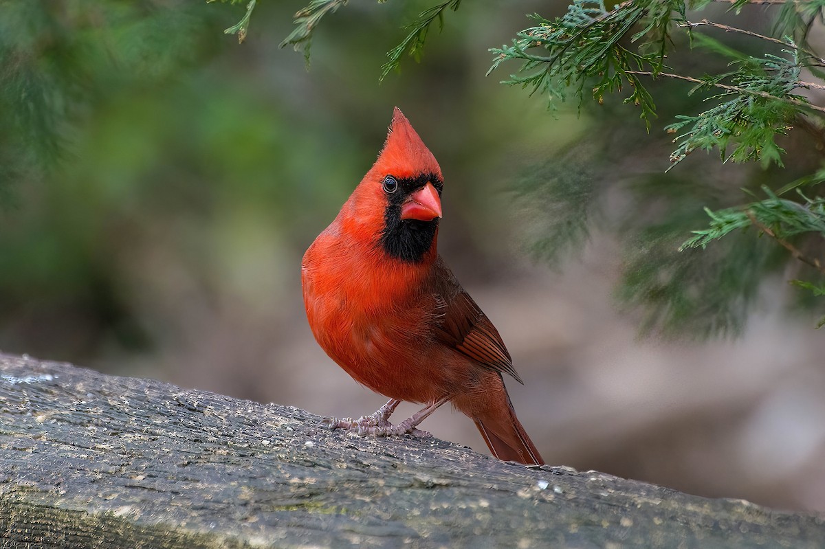 Northern Cardinal - ML615015003