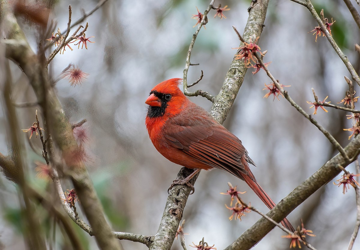 Northern Cardinal - Rebecca Higgins