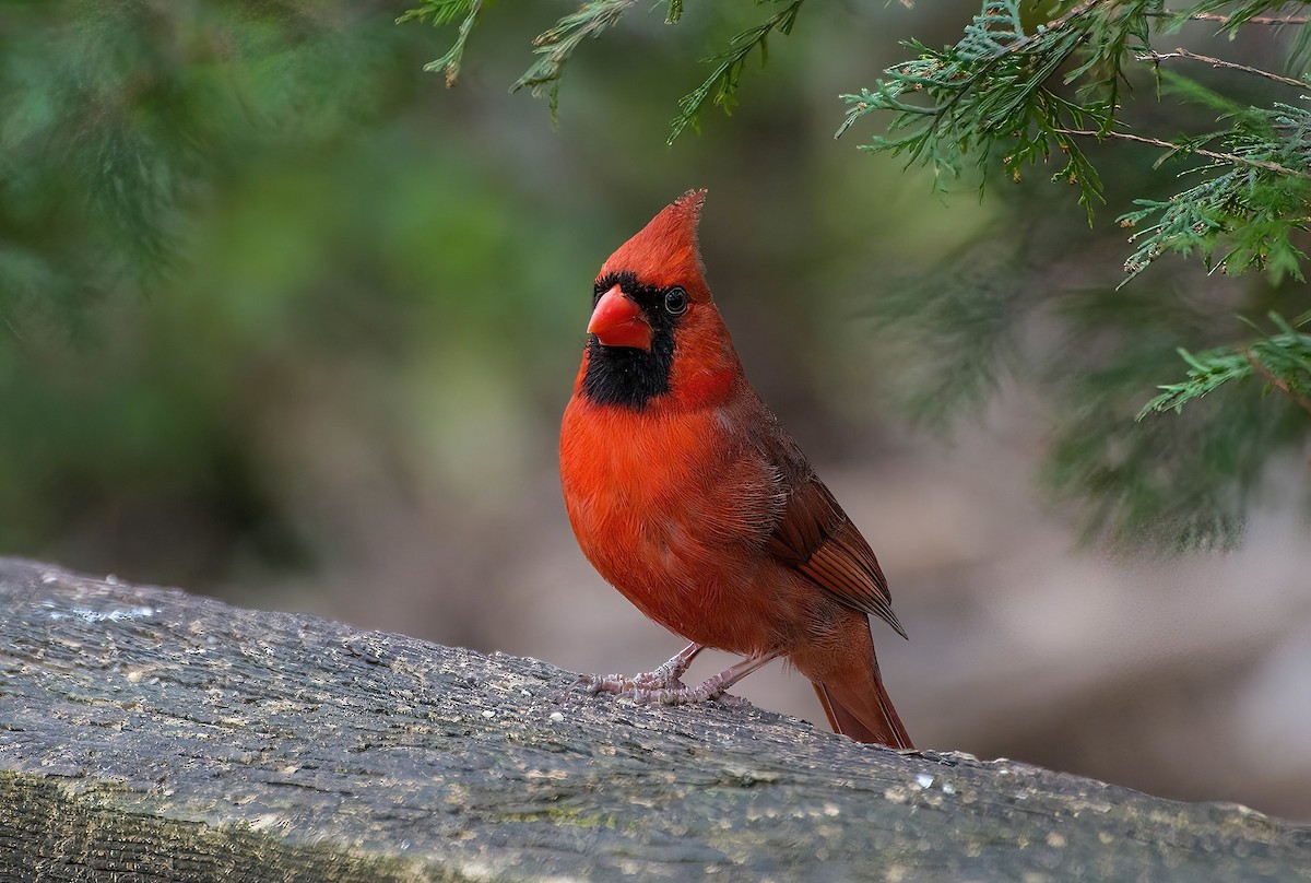 Northern Cardinal - ML615015005