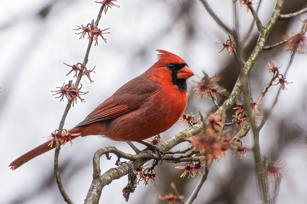 Northern Cardinal - ML615015009