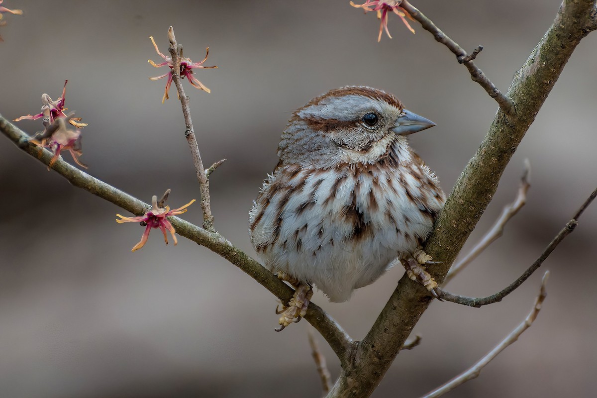 Song Sparrow - ML615015055