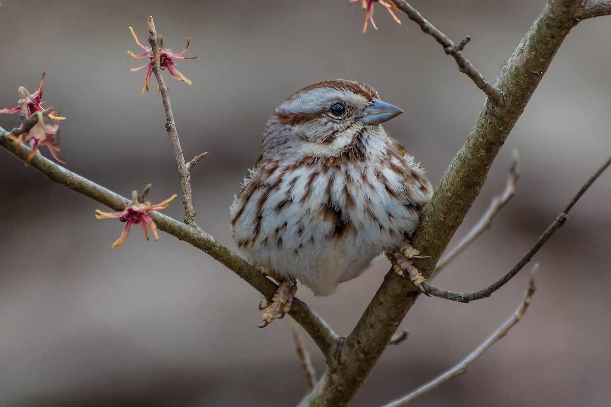 Song Sparrow - ML615015058