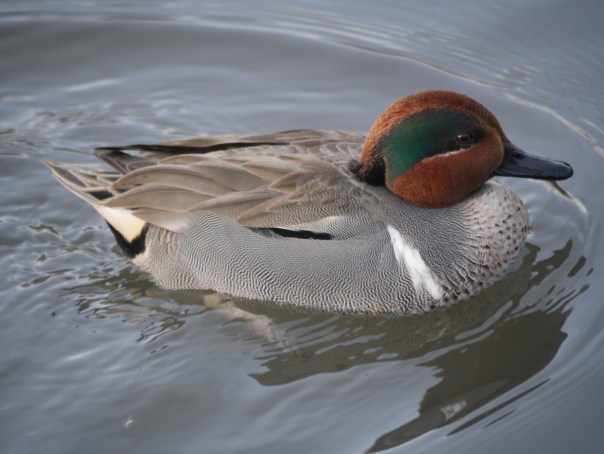 Green-winged Teal - ML615015084