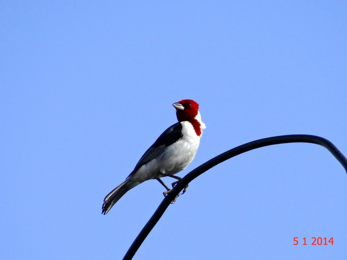 Red-cowled Cardinal - ML615015138