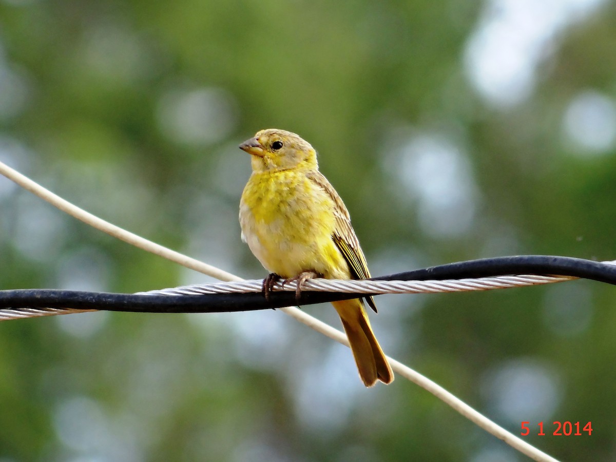 Saffron Finch - ML615015143