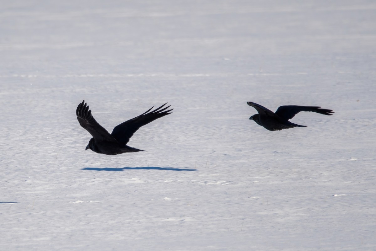 Common Raven - Karen Hardy