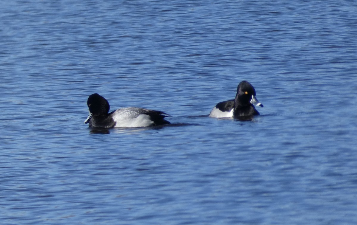 Ring-necked Duck - ML615015222