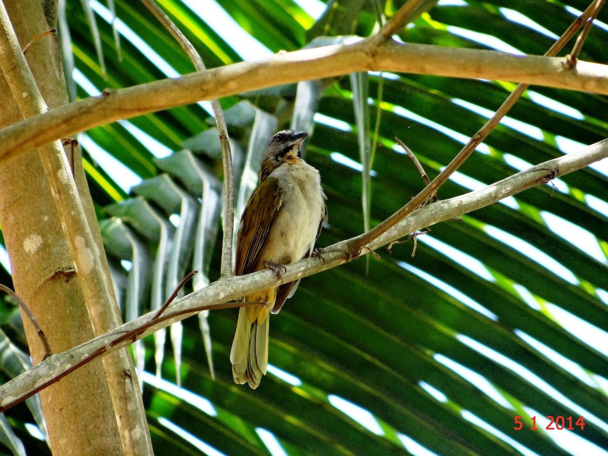 Buff-throated Saltator - ML615015340