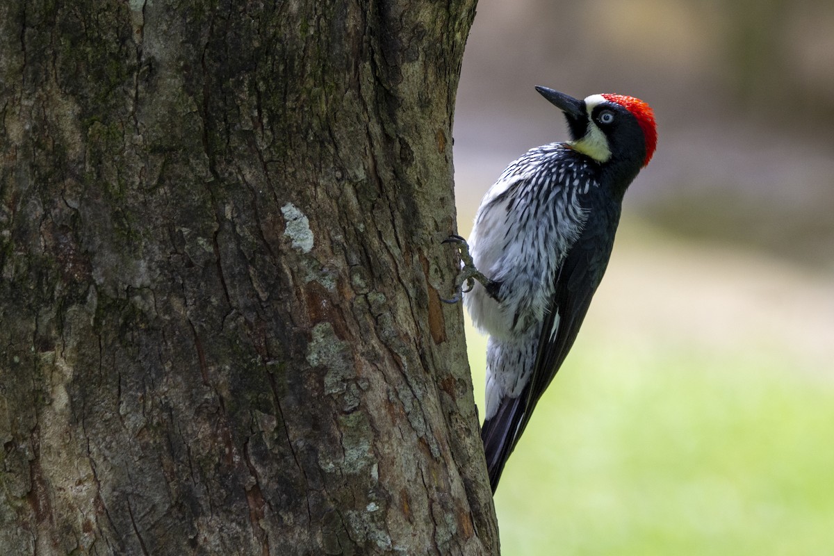 Acorn Woodpecker - ML615015388