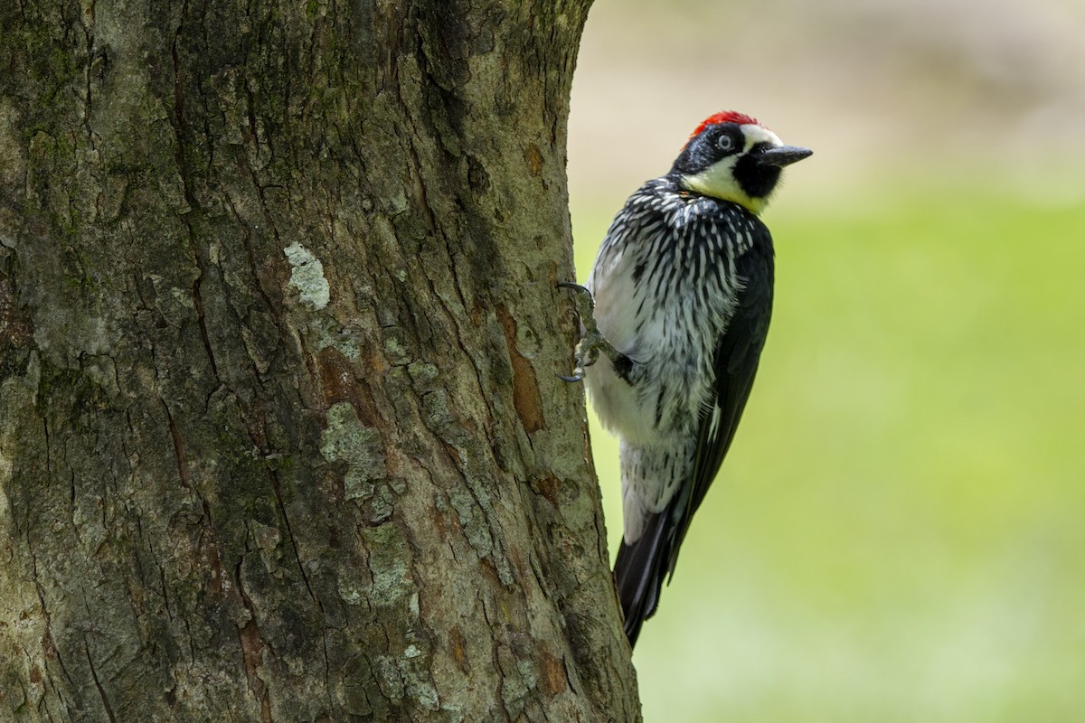 Acorn Woodpecker - ML615015389